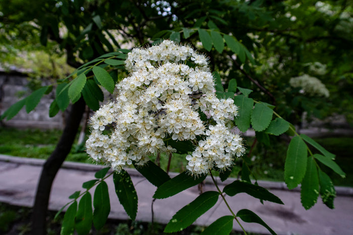 American Mountain Ash Sorbus americana 100 Seeds