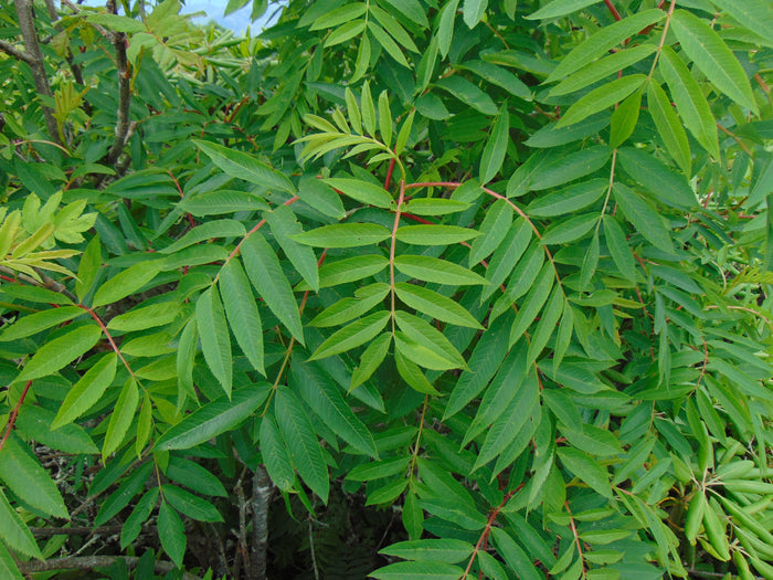 American Mountain Ash Sorbus americana 100 Seeds