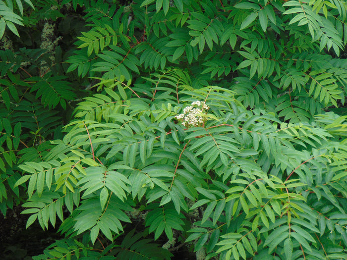American Mountain Ash Sorbus americana 100 Seeds