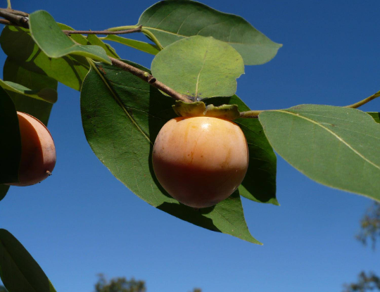 American Persimmon 10 Seeds Diospyros virginiana