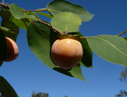 American Persimmon 10 Seeds Diospyros virginiana