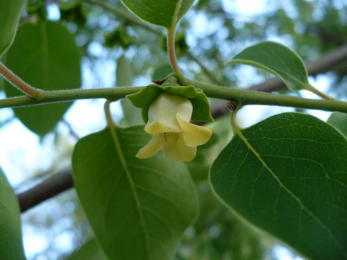 American Persimmon 10 Seeds Diospyros virginiana