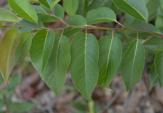 American Persimmon 10 Seeds Diospyros virginiana