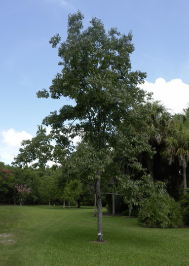American Persimmon 10 Seeds Diospyros virginiana