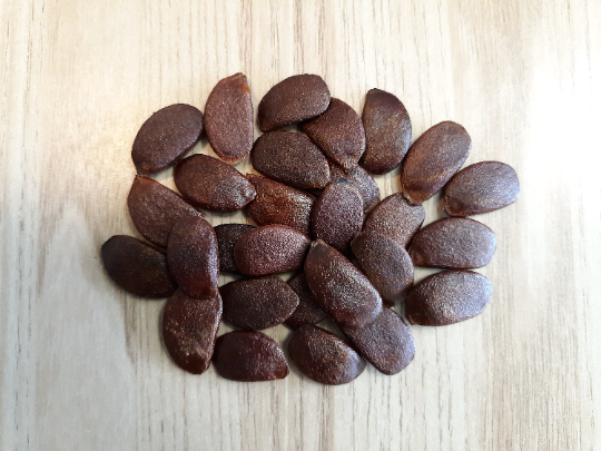 American Persimmon 10 Seeds Diospyros virginiana