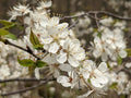 American Plum 5 Seeds Prunus americana