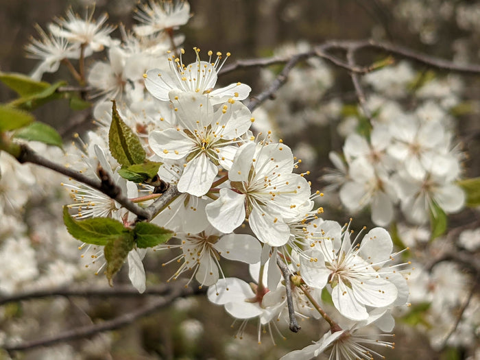 American Plum 5 Seeds Prunus americana
