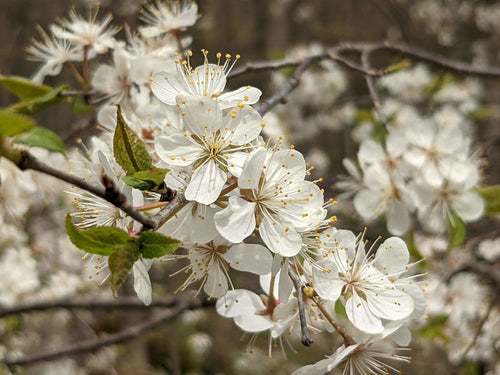 American Plum 5 Seeds Prunus americana