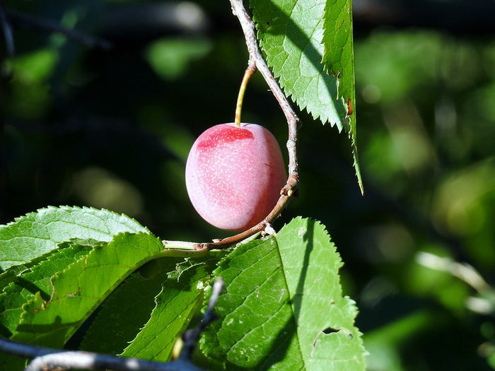 American Plum 5 Seeds Prunus americana