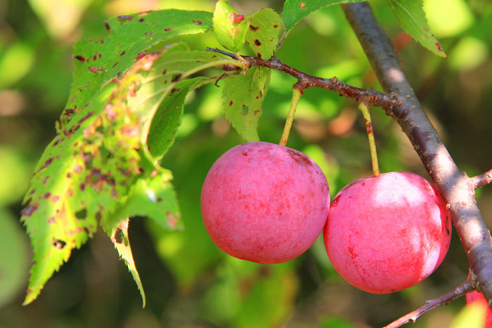 American Plum 5 Seeds Prunus americana