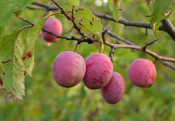 American Plum 5 Seeds Prunus americana