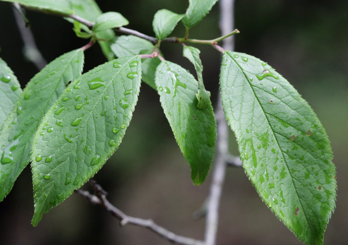American Plum 5 Seeds Prunus americana