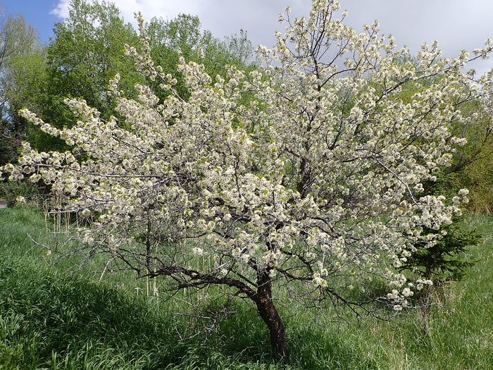 American Plum 5 Seeds Prunus americana
