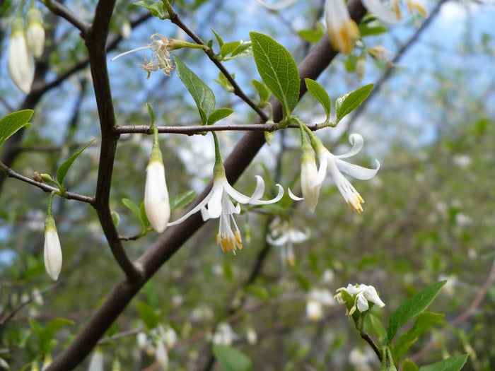 American Snowbell 20 Seeds Styrax americanus