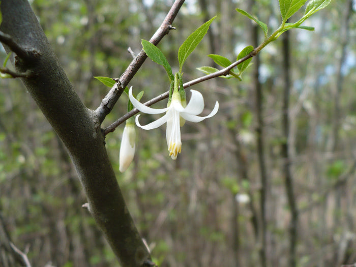 American Snowbell 20 Seeds Styrax americanus