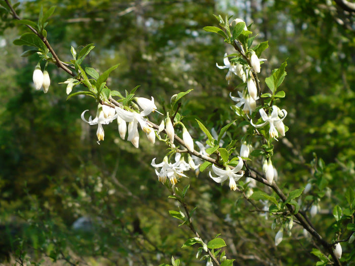 American Snowbell 20 Seeds Styrax americanus
