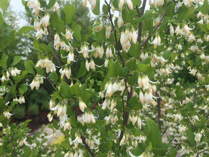 American Snowbell 20 Seeds Styrax americanus