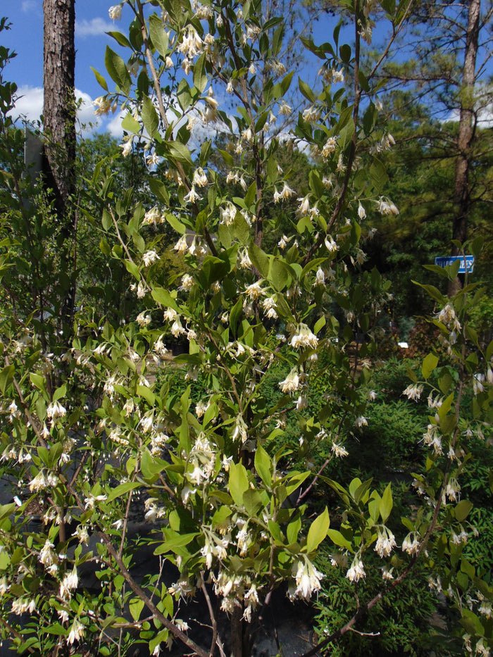 American Snowbell 20 Seeds Styrax americanus