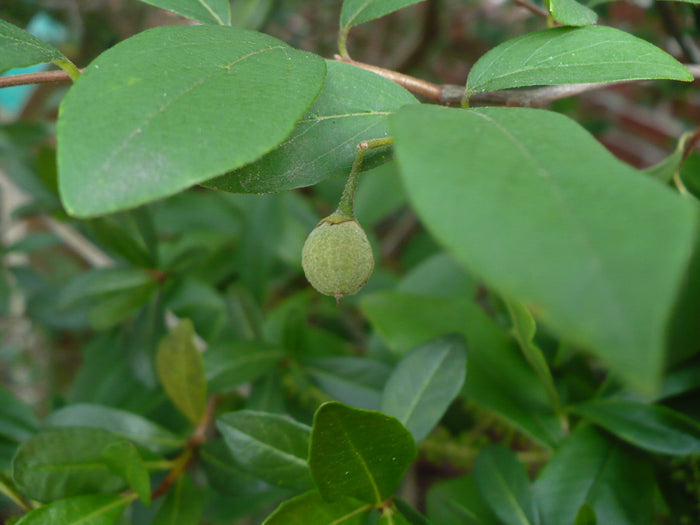 American Snowbell 20 Seeds Styrax americanus