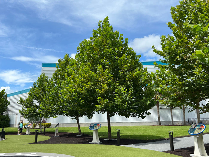 American Sycamore Moon Tree   100 Seeds   Platanus occidentalis