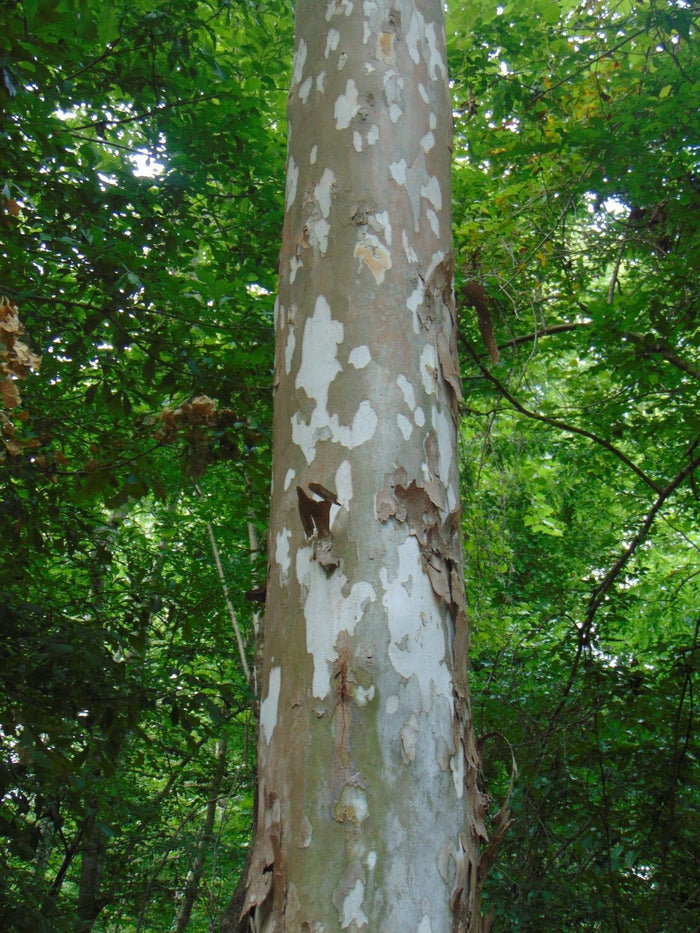American Sycamore Moon Tree   100 Seeds   Platanus occidentalis