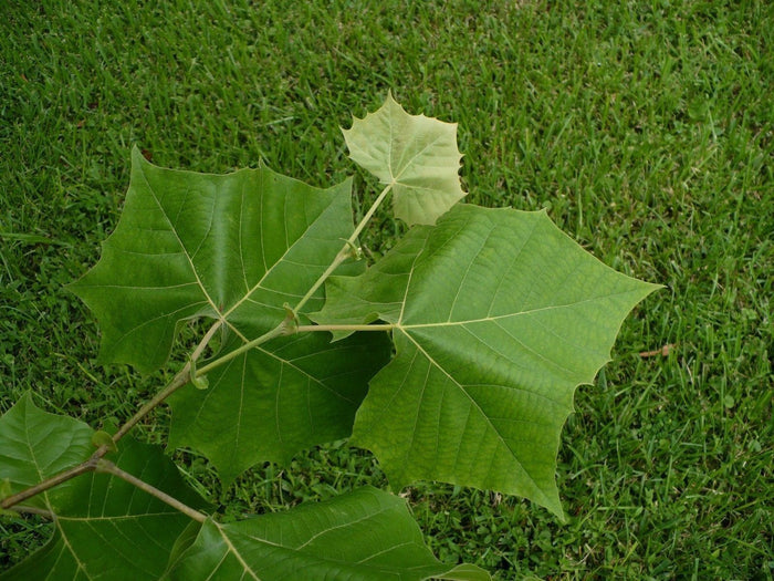 American Sycamore Moon Tree   100 Seeds   Platanus occidentalis