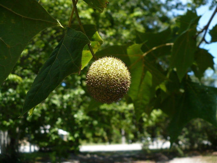 American Sycamore Moon Tree   100 Seeds   Platanus occidentalis