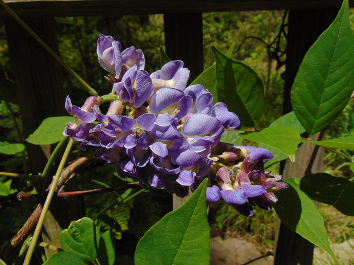 American Wisteria   10 Seeds   Wisteria frutescens