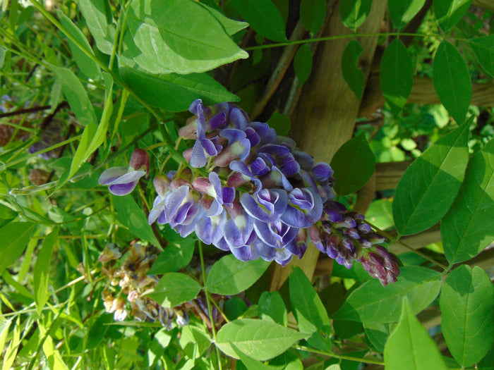 American Wisteria   10 Seeds   Wisteria frutescens