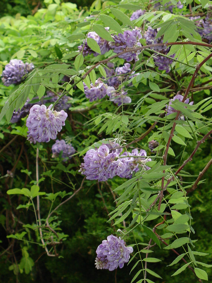 American Wisteria   10 Seeds   Wisteria frutescens