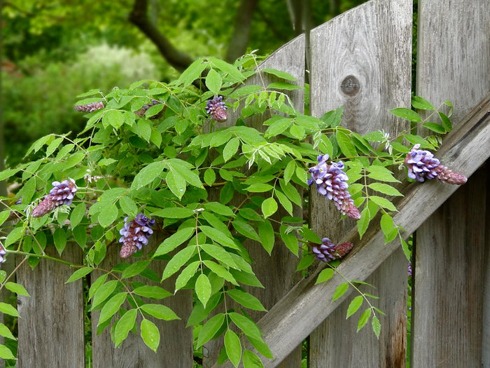 American Wisteria   10 Seeds   Wisteria frutescens