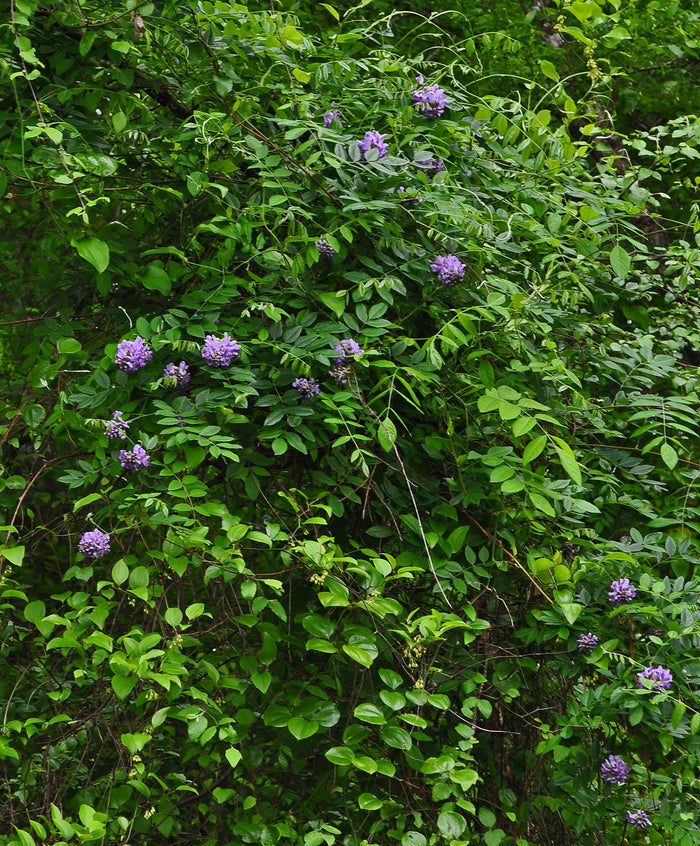 American Wisteria   10 Seeds   Wisteria frutescens