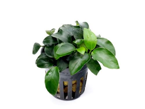 Anubias Bonsai (Anubias barteri var. nana "Bonsai")