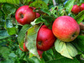 Apple Tree  20 Seeds  Malus domestica