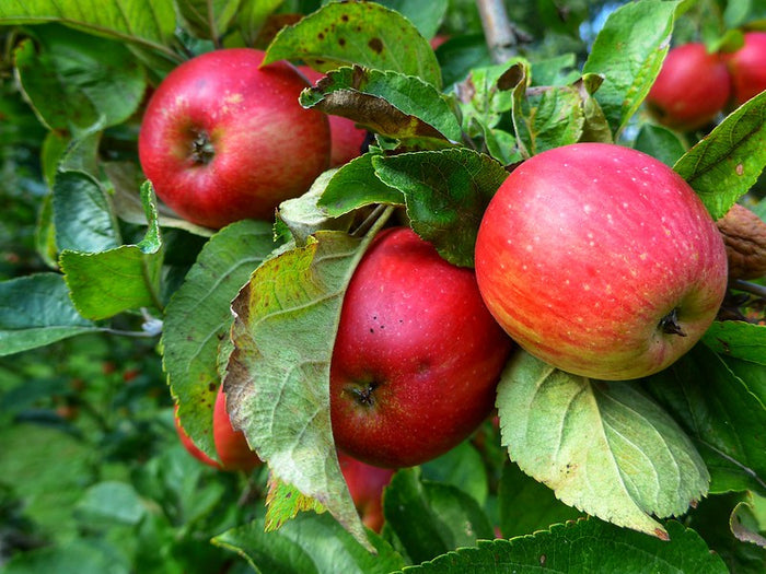 Apple Tree  20 Seeds  Malus domestica
