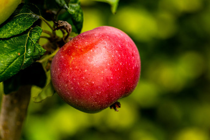 Apple Tree  20 Seeds  Malus domestica