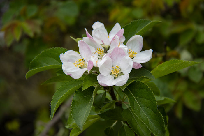 Apple Tree  20 Seeds  Malus domestica