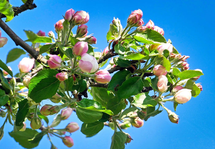 Apple Tree  20 Seeds  Malus domestica
