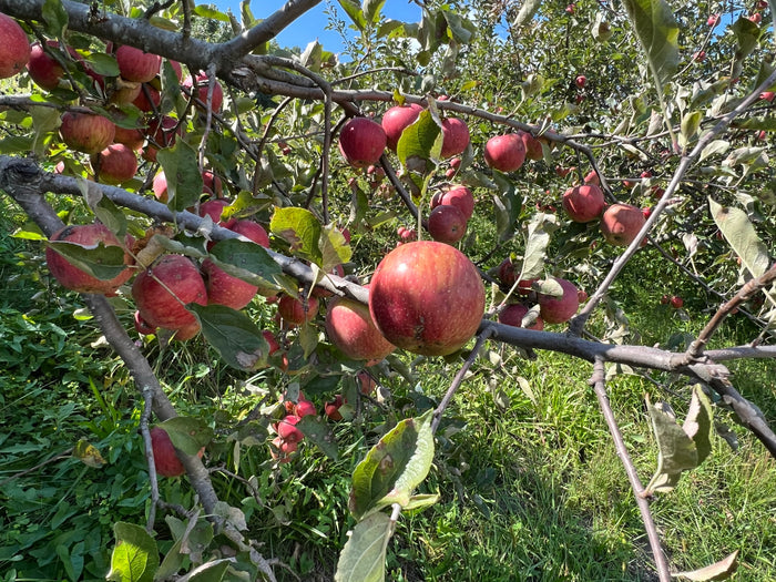 Apple Tree  20 Seeds  Malus domestica