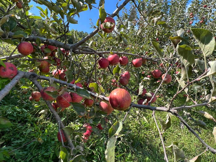 Apple Tree  20 Seeds  Malus domestica