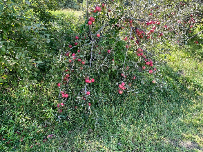 Apple Tree  20 Seeds  Malus domestica