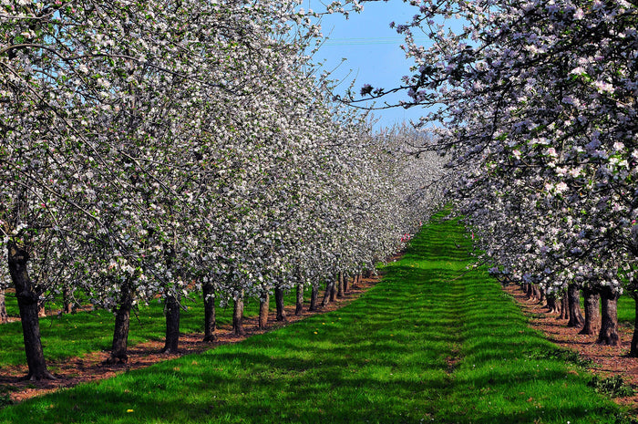 Apple Tree  20 Seeds  Malus domestica