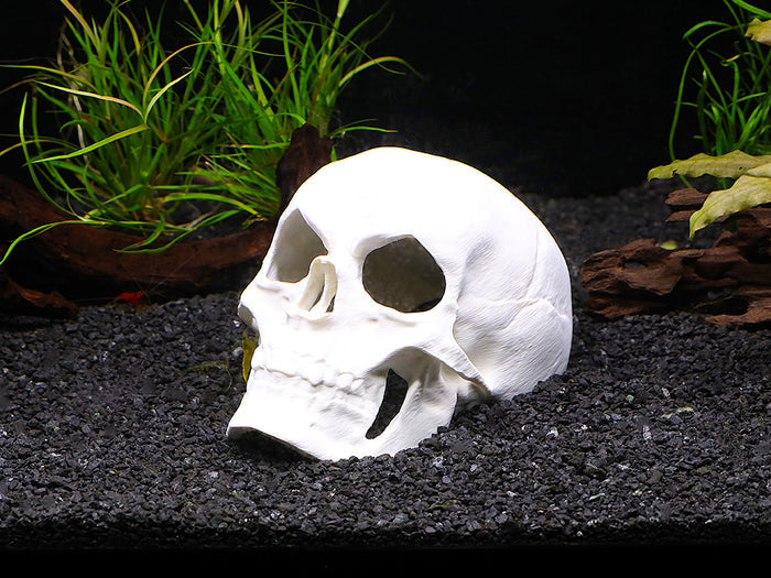 Aquarium Decor & Shrimp Hide Collection – Skull Caves and Sinking Shrimp Ornament