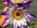 Aquatic Arts Purple Joy Water Lily (Nymphaea ‘Purple Joy’) – Purple Pond Lily Tubers (12 Pack)