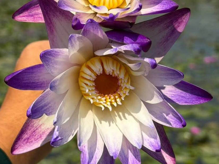 Aquatic Arts Purple Joy Water Lily (Nymphaea ‘Purple Joy’) – Purple Pond Lily Tubers (12 Pack)