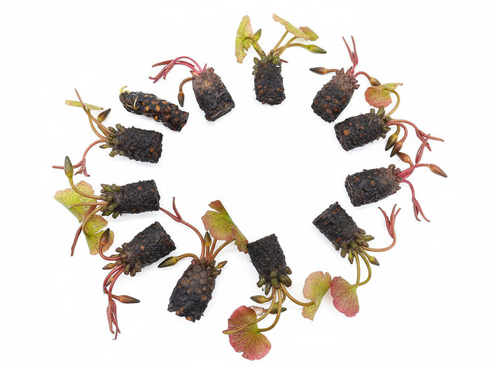 Aquatic Arts Purple Joy Water Lily (Nymphaea ‘Purple Joy’) – Purple Pond Lily Tubers (12 Pack)