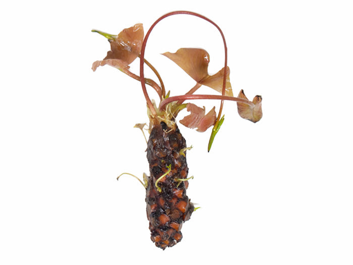Aquatic Arts Purple Joy Water Lily (Nymphaea ‘Purple Joy’) – Purple Pond Lily Tubers (12 Pack)