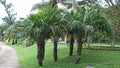 Arikury Palm   5 Seeds   Syagrus Schizophylla