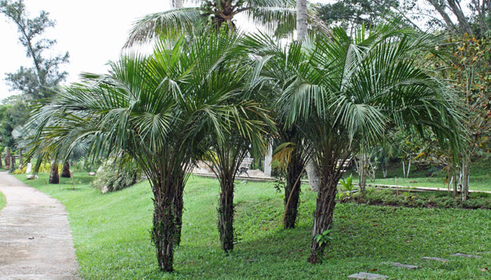Arikury Palm   5 Seeds   Syagrus Schizophylla