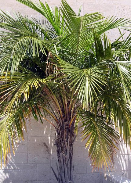 Arikury Palm   5 Seeds   Syagrus Schizophylla